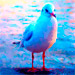 seagull
